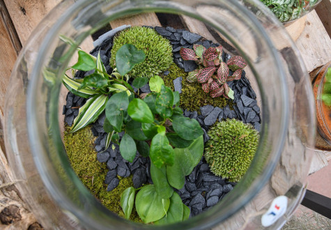 Atelier terrarium pour adultes — Les Fermes de Gally